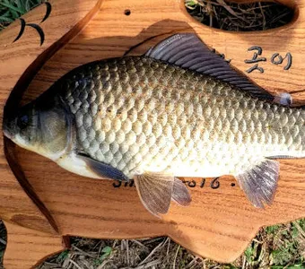 여름의 입구에서 드리는 조황안내 입니다.