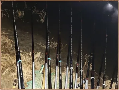 진위천 평택호 조황 