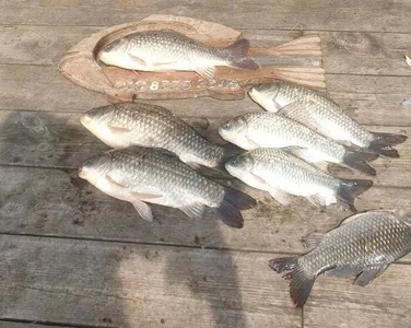 그림으로 보는 고삼지