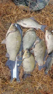 의성권 조황입니다 ~