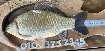 고삼지==붕어들이 움직입니다