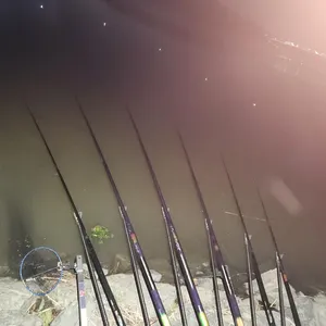 진위천 평택호 조황 