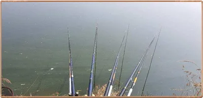 진위천 조황 소식