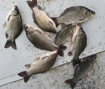 고삼지---대물들의 모습