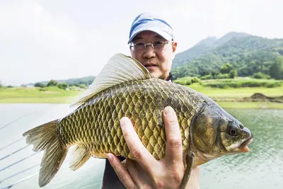 한버들 42.5 cm..41 cm..충주호 오름수위 조황..