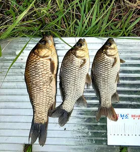 무더운 7월말의 조황안내 입니다.