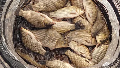 수초가 하루가 다르게 삭아내리는 경북북부권