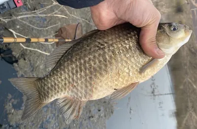 노지 4짜 --고삼지(생새우 판매중)