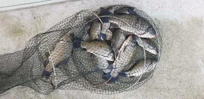 [두창지] 붕어들의 모습