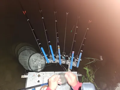 평택호 진위천 조황 소식