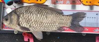 고삼지와 주변 낚시터