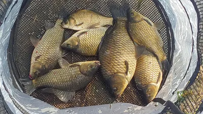 경북의성권 조황입니다 