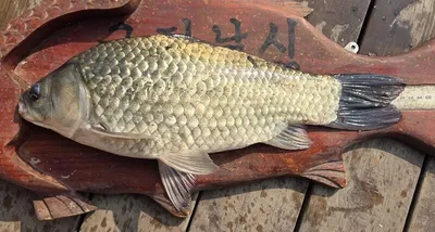 [고삼지] 붕어의 모습