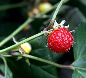 6월하순의 조황안내-늦어지는 장마를 기다리며....