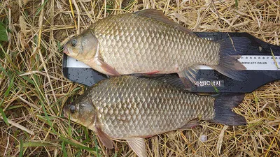 경북북부권 가을대물낚시 시즌 다시 시작