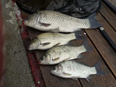 [덕산지] 좋은 조황의 모습