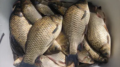 경북의성권 조황입니다 