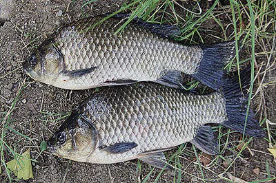 돌아온 낚시지절-9월중순의 조황전망