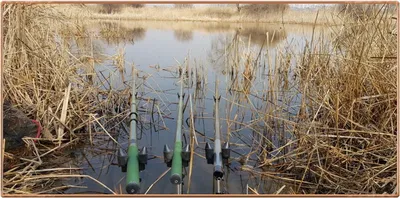 진위천 평택호 조황 