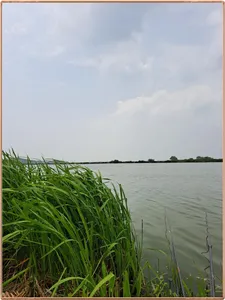 진위천 평택호 조황 