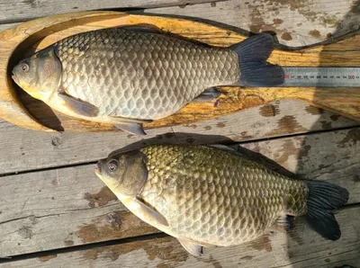 송전지===4짜들의 모습