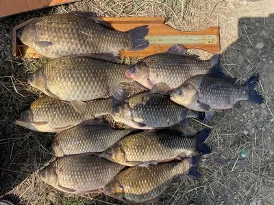 고삼지 노지에서 4짜들이 연일