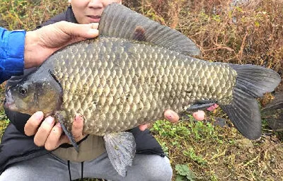 11월 중순의 조황안내 입니다.