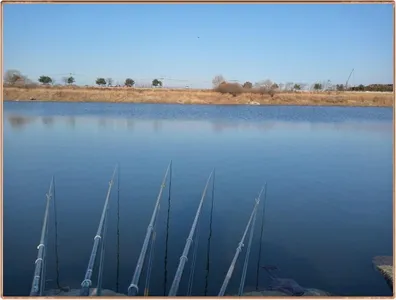 진위천 조황 소식