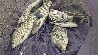 경북의성권 조황입니다 