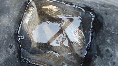 경북북부권 얼음낚시 빙어얼음낚시 시작되었습니다  ~