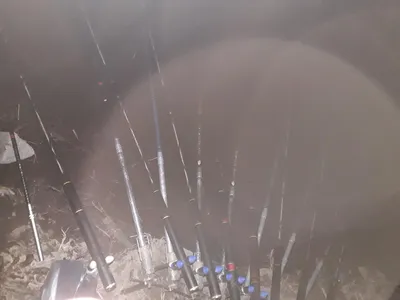 진위천 조황소식