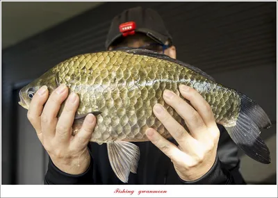 솔 낚시터 44.3 cm 대물 조황..