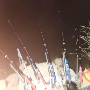 진위천 평택호 조황 