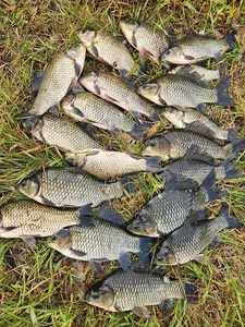 경북북부권 조황입니다