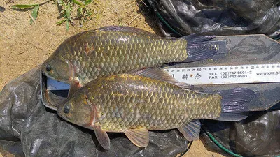 더위속에서도 월척들 ~