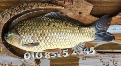 고삼지와 그 제방아래 한천