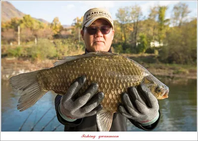 솔 43.5 cm..41.5 cm..41 cm..용원지 4 짜 조황..