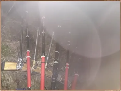 진위천 조황 소식