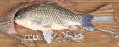 고삼지==수문방류 중단후 모습