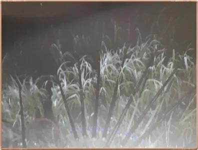 진위천 조황 소식