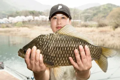 솔 4 짜  및 한버들 4 짜 마릿수..화곡지 4 짜 조황..