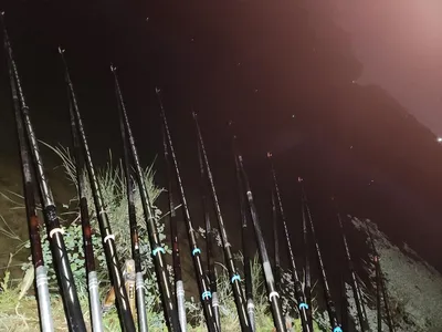 평택호 진위천 조황 소식