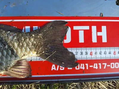 고삼지 노지 붕어