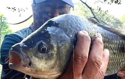 경산,청도권 저수지 모습-산란과 안정이 혼재한듯....