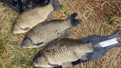 경북북부권 1차2차산란이 이어지고,대물사짜 조황도이어지고