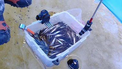 경북의성한파 빙어얼음낚시