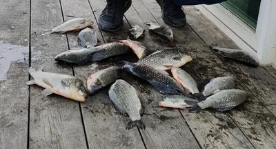 계속되는 호황의 모습===고삼지