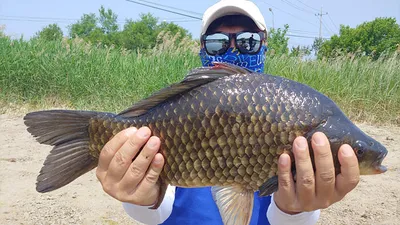 경북북부권 대물붕어 49cm~