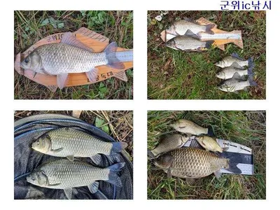 소류지 4짜와 월,준척 마릿수~~