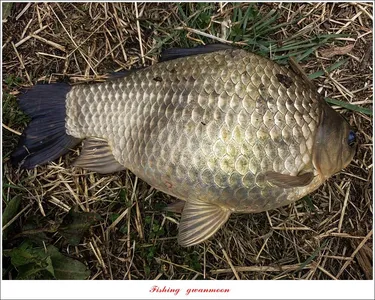 칠성지 4 짜 및 솔 낚시터 월척 조황..